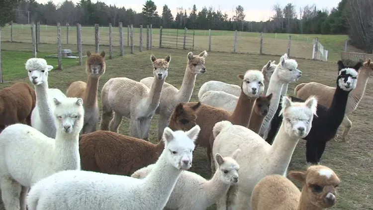 ALPACA