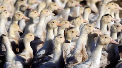 100,000 Ducks Slaughtered