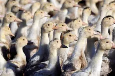 100,000 Ducks Slaughtered